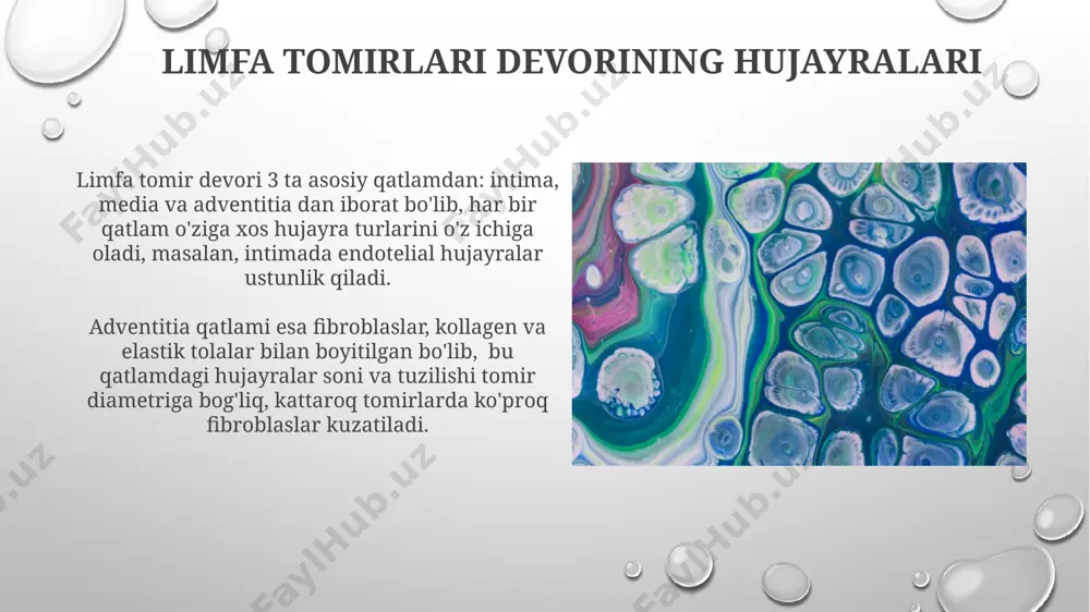 limfa tugunlari.tuzilishi va hujayraviy termini - Page 4