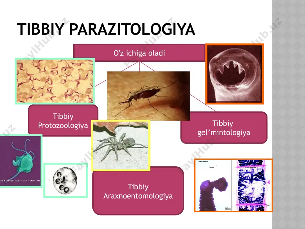 tibbiyparazitologiya.tibbiyprotozoologiya - Page 5