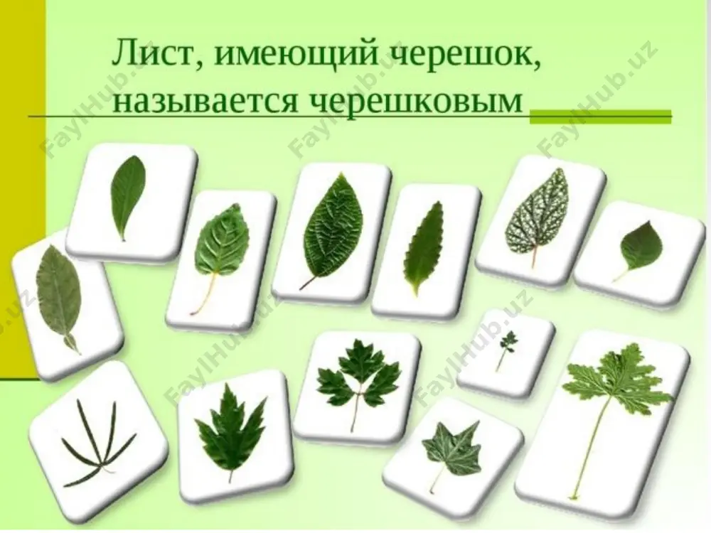 выражение классификация характеристика лица - Page 5