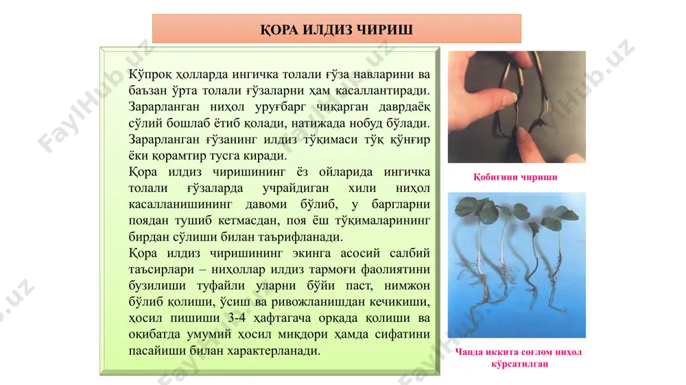r, barglarida dumaloq, to’q-qongir dogiar paydo boladi. kasallik qo ‘zg‘atuvchisi va uning belgilari. qozgatuvchi zamburug* - askomitset glomerella gossypii (sout) ed tabiatda odatda takomillashmagan (konidial) bosqichi (colletotrichum gossypii southw) uchraydi. zamburug* bu bosqichida oldin epidermis tagida rivojlanib, songra epidermisni yorib, tovoqcha shaklida ochiladigan yostiqchalar (sporodoxiylar)qalin, dasta bolib joylashgan konidiofora va konidiyalar hamda qillar qatlami -hosil qiladi. yostiqchalar hosil bolishi va ulaming ichidagi mikroskopik organlarining shakli va o’lchamlari antraknoz kasalligini va uning qozgatuvchisining turini aniqlashda asosiy taksonomik belgilar sifatida qo’llaniladi. colletotrichum gossypii south w zamburug ining tashxisi: yostiqchalar epidermisni yorib chiquvchi. qillar yakka yoki dasta-dasta, pastki qismi to’q-qongir, uchi deyarli rangsiz, to'gri yoki biroz egilgan, devorchalar bilan hujayralarga bo’lingan, uzunligi 100-250 mkm. konidioforalar kalta, shoxlangan, rangsiz, ammo ko’plari birga bolganda pushti-apelsin rangli,o’lchami 12-28 mkm. konidiyalar chozinchoq, tuxum shaklli yoki silindrsimon, rangsiz, ammo kop sporalar birga bolganida iflos-pushti tusli,o’lchami 10-20 mkm. kasallik manbalari va tarqalishi. antraknozning birlamchi manbalari - urugiik chigit ustida …