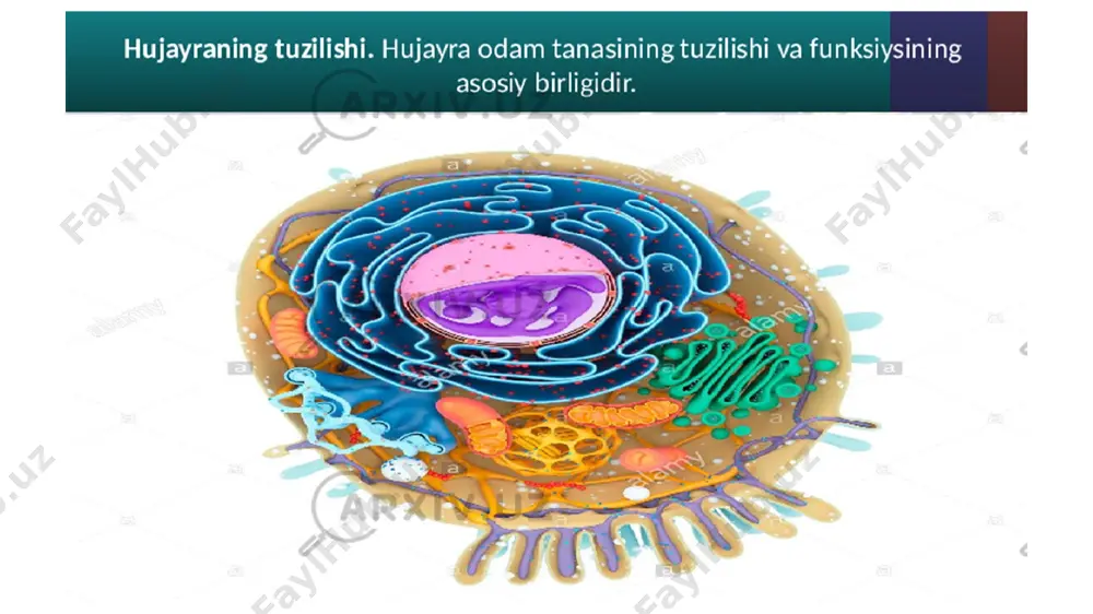 q. muskullari va terini nerv bilan ta’minlaydi. оrqa miyaning ko’ndalang kesimi оrqa miyaning yosh xususiyatlari 2 - 3 оylik bo’lganida homila harakatlanadi yangi tug’ilgan bola oyoq panjasining tagi ta’sirlansa 2 - 3 sek.dan so’ng oyoq panjasida bukish refleksi hosil bo’ladi bola 9-10 оyligida yura boshlaydi оrqa miyadagi harakat markazlari ishi ortadi, nervlar mienlashishi 3 yoshgacha davom etadi uzunchoq miya orqa miyaning davomi bo‘lib, uzunligi 3- 3,5 sm. uzunchoq miya va varoliy ko‘prigi reflektor va o‘tkazish vazifasini amalga oshiradi. homila 16-17 haftalik bo‘lganda uzunchoq miyada nafas olish nerv markazi shakllanadi. bajaradigan vazifasiga ko’ra nerv tizimi somatik nerv tizimi sezgi organlari, skelet muskullari ishini boshqaradi vegetativ nerv tizimi ichki organlar ishini boshqaradi 4.tashqi dunyoni anglashda analizatorlarning ahamiyati. tashqi dunyodan ta’surotlarni qabul kiluvchi organlarga sezgi organlari deb ataladi. oliy nerv faoliyatini o‘rganish mobaynida analizatorlar haqida tasavvurlar vujudga kelgan. i.p.pavlov ta’limoticha analizatorlar uch qismdan: analizatorlarning retseptor qismi-retseptor: o‘tkazuvchi qism; markaziy yoki markaziy qismdan tashkil …
