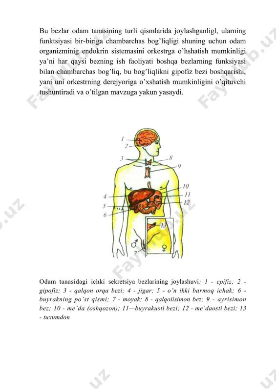 ladi, odam umumiy holsizlanadi, tez charchaydi. 4-endokrinolog: ayrimsimon bez bu bez to’sh suyagining orqa yuzasida joylashgan. uning massasi chaqaloqlarda 12 g bo’lib, to balog’atga yetish davrigacha, ya’ni 14-15 yoshgacha kattalashib, 30-40 g ga yetadi. so’ngra bezning hajmi asta-sekin kichiklasha boradi. ayrisimon bez timozin gormonini ishlab chiqaradi. u bolalarning o’sishiga ijobiy ta’sir ko’rsatadi, jinsiy bezlar funksiyasini pasaytirib, bolaning balog’atga yetishini susaytiradi. bundan tashqari, timozin limfotsitlar hosil bo’lishini kuchaytirib, organizmning immunitet xususiyatini oshiradi. 5-endokrinolog: buyrakusti bezlari buyrakusti bezi (1); buyrak (2). bu bezlar ikkita bo`lib, nomiga monand o’ng va chap buyraklarning ustki qismida joylashadi. ularning birgalikdagi og’irligi 10-20 g. buyrakusti bezlari ikki qavat: ustki - po‘stloq va ichki - miya qavatidan iborat. buyrakusti bezining po’stloq qavatida mineralokortikoid, glukokortikoid, androgen va esterogen gormonlari, ichki qavatida noradrenalin va adrenalin gormonlari ishlab chiqariladi. ularning hammasi odam hayotida muhim ahamiyatga ega. mineralokortikoid gormoni organizmda mineral tuzlar almashinuvi boshqarilishida ishtirok etadi. glukokortikoid gormoni organizmda oqsil va uglevod …