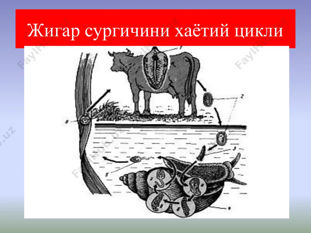 ёри (taenia solium) етук шакли ингичка ичакда яшайди чучкачилик ривожланган худудларда таркалган узунлиги – 3 м гача етади сколексида 4та сургичи ва илмоклари жойлашган гермафродит бугимларда тухумдон 3 булакдан иборат етук бугимларда шохларнинг сони 12та чучка солитёри (taenia solium) ривожланиш цикли тениоз касаллигини келтириб чикаради. асосий хужайини – одам оралик хужайини – чучкалар, баъзан одам хам булиши мумкин одамда аутоинвазия кузатилиши мумкин. одам учун инвазияли булиб, хам тухумлари, хам цистецерклар хисобланади. чучка солитёрини сколекси чучка солитёри сколекси. буйин кисми. ёш проглатидалари. чучка солитёрининг хаётий цикли чучка учун инвазион боскич – тухумлар хисобланади, оралик хужайин организмида онкосфера ва финналар ривожланади одамга яхши пиширилмаган чучка гушти оркали юкади паразит тухумлари бугимлар билан ошкозонга тушганда, кон томирлари оркали жигар, мия, куз(цистецерк), упка ва бошка органаларга боради ва финна хосил килади (цистицеркоз) одам кузидаги – цистецерк(чучка солитёри) пакана гижжа (hymenolepis nana) гименолепидоз касаллигининг кузгатувчиси ингичка ичакда паразитлик килади хамма жойда учрайди узунлиги – 2 …