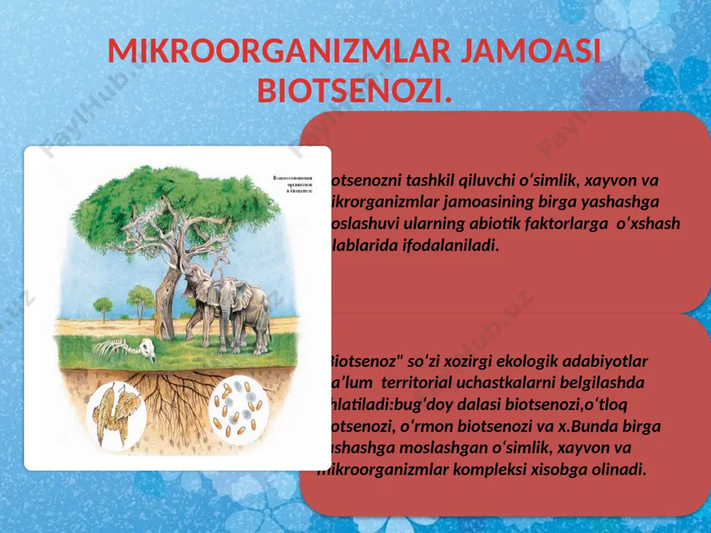 ini pasayishiga va iymonini susayib ketishiga olib keldi. biosferaning tarkibiy qismi bo‘lgan inson, tirik mavjudotlarning oliy shakli hisoblanib, tabiiy muhit bilan bir paytning o‘zida ijtimoiy va ruhiy muhitlarda yashaydi. shu boisdan u biologik, ijtimoiy ruhshunoslik qonuniyatlari bo‘yicha rivojlanib boradi hamda ularning doimiy o‘zaro ta’siri ostida bo‘ladi. biroq bironta ham sanekologik, ijtimoiy ekologik va psixologik tadqiqotlar «umuminsoniga» tayana olmaydi. faqat aniq biologik, ruhiy va ijtimoiy belgilarga ega bo‘lgan odamlar guruhigina sanekologiya ijtimoiy ekologiya va psixoekologiya fanlarining tadqiqot predmeti bo‘lishi mumkin. www.arxiv.uz biogeotsenoz biogeotsenoz tushunchasi 1940 yilda akademik v. n. sukachev tomonidan taklif kilingan. biogeotsenozlar: 1. turlar xilma-xilligi 2 xar bir turdagi individoar zichligi ; 3. biomassa (biogeotsenozdagi organik moddaning umumiy mikdori) kabi kursatkichlar bilan tariflanadi. biogeotsenozdagi xayot jarayonlarini tashkaridan keladigan energiya ta’minlagani uchun uni ochik, muvozanat xolatidagi, uz-uzini idora kila oladigan sistema deyiladi. www.arxiv.uz www.arxiv.uz www.arxiv.uz biogeotsenozning turgunligini moddalarning davriy aylanishi (ulik tabiatdan tirik tabiatga, tirik tabiatdan esa ulik tabiatga tinmasdan …