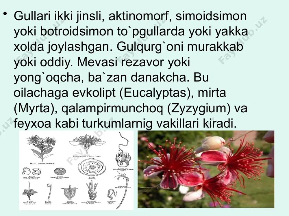 mirtadoshlar (myrtaceae) oilasi - Page 3