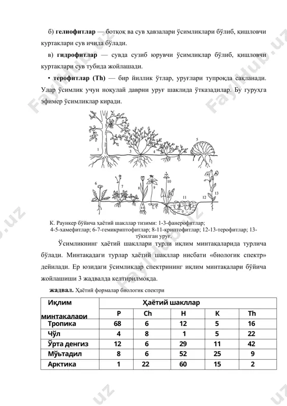 imlik uchun noqulay davrni ypyg' shaklida o'tkazadilar. bu guruhga efimer o'simliklar kiradi. k. raunker bo'yicha hayotiy shakllar tizimi: 1-3-fanerofitlar; 4-5-xamefitlar; 6-7-gemikriptofitlar; 8-11-kriptofitlar; 12-13-terofitlar; 13-to'kilgan urug'. o'simlikning hayotiy shakllari turli iqlim mintaqalarida turlicha bo'ladi. mintaqadagi turlar hayotiy shakllar nisbati «biologik spektr» deyiladi. er yuzidagi o'simliklar spektrining iqlim mintaqalari bo'yicha joylashishi 3 jadvalda keltirilmoqda. jadval. hayotiy formalar biologik spektri iqlim mintaqalari hayotiy shakllar r ch n k th tropika 68 6 12 5 16 cho'l 4 8 1 5 22 o'rta dengiz dengiz 12 6 29 11 42 mo'tadil 8 6 52 25 9 arktika 1 22 60 15 2 jadvaldan ko'rinib turibdiki, fanerofitlar asosan tropikada keng tarqalgandir. xamefitlar artika rayonlarida, terofitlar cho'l va mo''tadil hududlarida ko'prok uchraydi. rus olimi i.g.serebryakov o'simliklar hayotiy shakllarni tizimga solishda o'ziga xos yondashadi. u o'simliklarning er usti qismiga ko'proq e'tibor qaratadi. i.g.serebryakov (1962) gulli o'simliklar uchun ekologo-morfologik klassifikatsiyani taklif qiladi. unga ko'ra o'simliklar 4 ga katta …