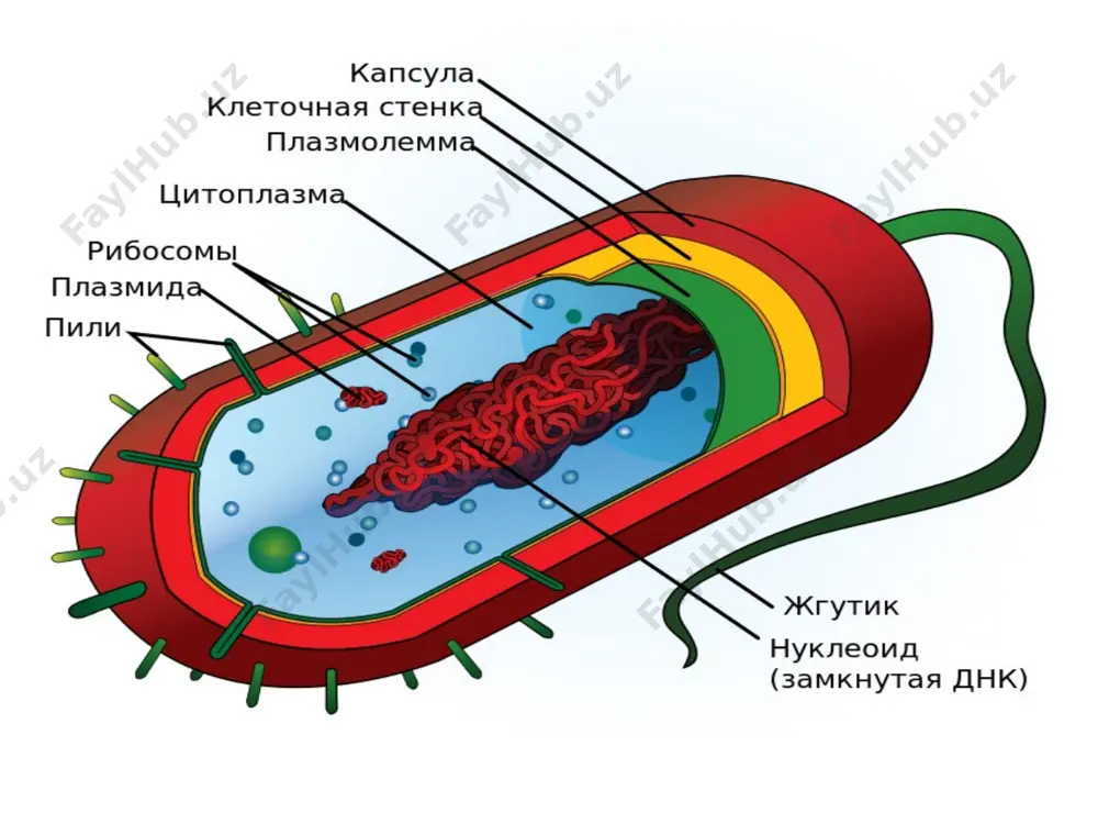 копда гиалоплазма, органоидлар ва киритмалардан иборат. коллоид эритма (гиалоплозма)да жойлашган органоид ва киритмалар цитоплазманинг доиравий ҳаракатлари (циклоз) туфайли ўзаро боғлиқ бўлган яхлит системани ҳосил қилади. гиалоплазма гиалоплазма - цитоплазматик матрикс – мураккаб, рангсиз коллоид тизим бўлиб, суюқ ҳолатдан, қуюқ ҳолатга ўтиш хусусиятига эга. у ҳужайранинг ички муҳити бўлиб, тиниқ бир жинсли (гомоген) ёки майда донадор кўринишга эга бўлган, ҳужайра шираси. гиалоплазма таркибига 10% эрувчан оқсиллар (гликолиз ферментлари, атф-аза) киради. гиалоплазма таркибига рнк, полисахаридлар ва липидлар ҳам киради. гиалоплазма орқали молекулаларни ташиш амалга оширилади. гиалоплазма таркибини ҳужайранинг буфер ва осмотик хусусиятлари белгилайди. органоидлар органоидлар икки хил бўлади: 1. умумий органоидлар 2. хусусий органоидлар эндоплазматик тўр (эпт) - эукариот ҳужайрасининг бир мембранали ўзора боғлиқ тузилмалари яссилашган бўшлиқ, найча, каналча, пуфакчалар тизимидан иборат органоиддир, мембрана қалинлиги 5-7нм. бу органоид 1945 йил к. портер томонидан очилган. силлиқ эпт силлиқ эпт ичакда триглицеридлар синтези, липидлар ҳосил қилиш ва жамғариш, айрим углеводларни (гликоген) синтез қилиш, айрим …