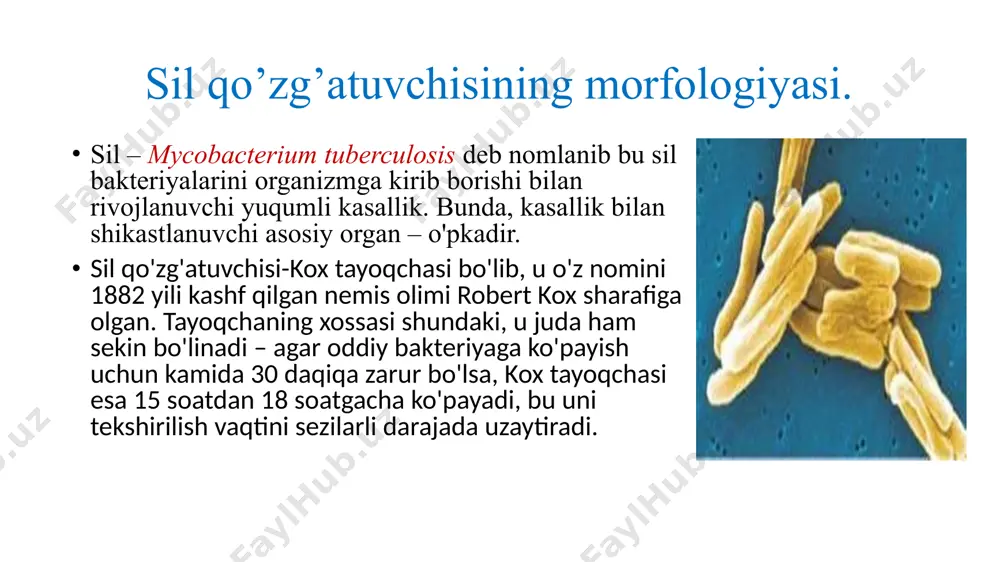 alansa bo‘ladi. masalan: qimiz, sharbatlar, asal, propolis, yong’oq, shifobaxsh giyohlar iste’mol qilish ancha foyda beradi. ammo shuni yodda tutish kerakki, bularning barchasi sil mikobakteriyalarini o‘ldirmaydi, demak asosiy davolovchi vosita hisoblanmaydi. moxov qo’zg’atuvchisining morfologiyasi. moxov (arab, maxv - yoʻq qilish yoki chetlatish), lepra, prokaza - butun organizmni, xususan, teri, nerv sistemasi hamda ichki aʼzolarni zararlaydigan surunkali infeksion kasallik. uni kislotaga chidamli moxov mikobakteriyasi (mycobactererium leprae hansen) qoʻzgʻatadi. kasallik tarixi uzoq oʻtmishga borib taqaladi. ayrim tarixiy qoʻlyozmalarda taʼkidlanishicha, miloddan 3-3,5 ming yil avval m. misrda uchragan. moʻgʻuliston, xitoy kabi davlatlarda esa miloddan 2-2,5 ming yil ilgari bu kasallikka chalingan bemorlar toʻgʻrisida maʼlumotlar bor. moxov yevropa davlatlarida lepra deb yuritiladi va shu nom bilan jahon tibbiyot nomenklaturasiga kiritilgan. m. qoʻzgʻatuvchisini birinchi boʻlib, norvegiya vrachi gerhard xansen 1871-yilda aniqlagan va uning nomi bilan xansen tayoqchalari deb yuritiladi. tayoqchalar tuzilishi hamda ayrim xususiyatlari bilan sil tayoqchalariga oʻxshab ketadi. moxov bilan faqat odamlar kasallanadi. bemor sogʻ …