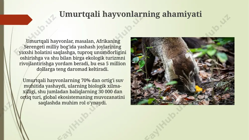 ikki muhitda yashab oʻsishiga imkon beradi. umurtqali hayvonlarning ekologiyasi markaziy osiyo cho'llarida yashovchi 20 ga yaqin kaltakesi turi, issiqlik muvozanatini saqlash uchun kunning issiq vaqtlarida inlarda yashirinadi va 30-40°c harorat oralig'ida faol bo'ladi. amazon o'rmonlaridagi 500 dan ortiq qushlar turi, oziq-ovqat resurslarini taqsimlash uchun turli balandliklarda va ekologik nişalarda yashaydi, bu esa raqobatni kamaytiradi. umurtqali hayvonlarning evolyutsiyasi 530 million yil avval, kambriy portlashi davrida, birinchi umurtqali hayvonlar, masalan, lanceletlar kabi oddiy xordali hayvonlar, dengizlarda paydo bo'lgan. devoniy davr (419-359 million yil avval)da, baliqlarning ko'p xilligi, shu jumladan, jag'li baliqlarning paydo bo'lishi bilan ajralib turardi, ularning ko'pchiligi hozirgi shimoliy amerikada yashab kelgan. e'tiboringiz uchun rahmat @taqdimot_robot image1.jpg image2.jpg image3.jpg image4.jpg image5.jpg image6.jpg image7.jpg image8.jpg image9.jpg image10.jpg image11.jpg image12.jpg