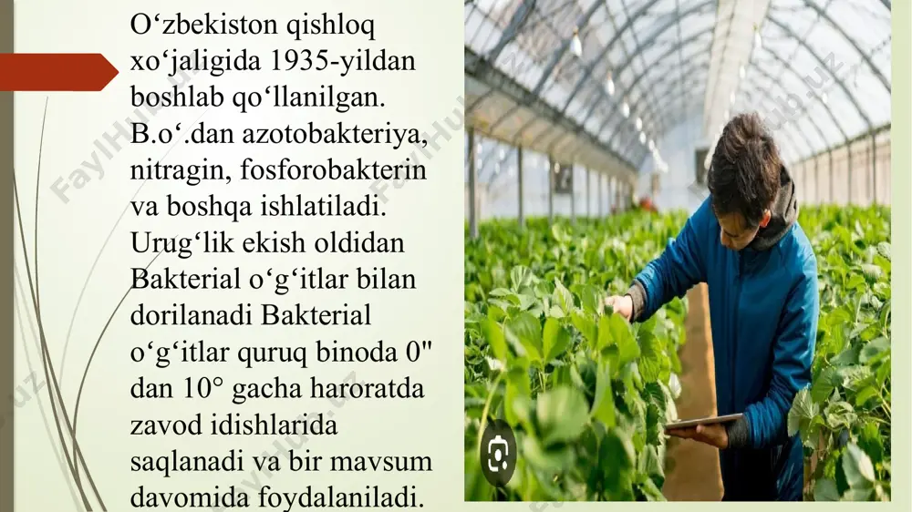bakterial o’g’itlash. fosfobakterin, azotobekterin, nitrobakterin - Page 4