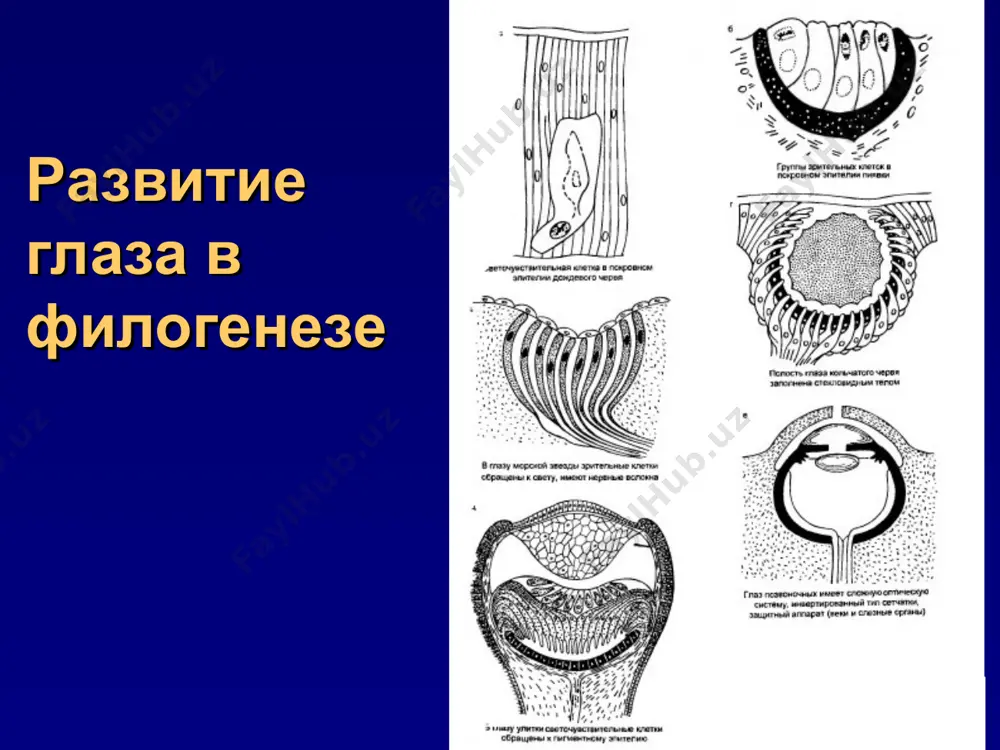рямая внутренняя прямая верхняя прямая нижняя прямая нижняя косая верхняя косая левый глаз * мышцы глазного яблока верхняя прямая сухожильное кольцо наружная прямая нижняя прямая нижняя косая верхняя косая * глазные мышцы в глазнице образуют мышечную воронку. внутри нее находятся зрительный нерв, глазничная артерия м три пары черепно-мозговых нервов. слезные органы отделы: 1. слезопродуцирующий слезная железа. добавочные слезные железы конъюнктивы 2. слезоотводящий слезные точки (верхняя, нижняя) слезные канальцы (верхний, нижний) слезный мешок. слезно-носовой канал. * слезные органы слезная железа слезная точка верхний слезный каналец нижний слезный каналец слезный мешок слезно-носовой канал * слезные органы слезная пленка. слой муцина. продуцируют бокаловидные клетки. муцин превращает гидрофобную поверхность роговицы в гидрофильную. водный слой. продуцируют добавочные слезные железы. питание эпителия. антибактериальная функция (лизоцим). удаление мелких частиц. липидный слой. продуцируют мейбомиевы железы. предохраняет водный слой от высыхания, обеспечивает стабильность слезной пленки . слезная пленка липидный слой водный слой муциновый слой эпителий роговицы * слезные органы …