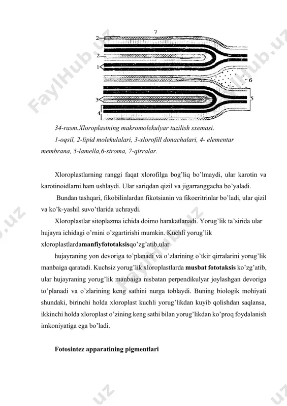 riq va yashil nurlarni yutish vazifasini bajaradi, yana xlorofillni faollashtiradi. bu dengizning kuchsiz yorug’lik sharoitida suvo’tlarning oziqlanishida katta rol o’ynaydi. karotinoidlarning organizmda o’ynaydigan fiziologik roli hali yaxshi o’rganilgan emas. lekin, karotinoidlar o’simliklarning o’sishida, jinsiy jarayonlarda, fotosintezda yorug’lik energiyasini yashil pigmentlarga yo’naltirishda katta rol o’ynaydi. hayvon jinsiy mahsulotlari (tuxum)da karotinoidlarning bo’lishi, ularning ko’payishida ham katta rol o’ynashini ko’rsatadi. agar biron o’simlik urug’ini qorong’i sharoitda undirib, unib chiqqan niholni qorong’i yerda o’stirsak, bunday o’simlik yashillana olmaydi. uning rangi sariq yoki och sariq tusga kirib qolaveradi. bunday o’simlikka etiollangan o’simlik deb ataladi. etiollangan o’simlik qorong’ida qoldiraverilsa, u oziqlana olmay oxiri nobud bo’ladi. lekin bunday o’simlik yorug’likka olib chiqilsa, uning plastidlarida xlorofill sintezi boshlanib, asta-sekin yashillana boradi, o’simlik havodan oziqlana boshlaydi. tuban o’simliklarning ba’zilari, qulay oziqlanish va temperatura sharoitida qorong’ida ham normal rivojlanib, yashillana oladi. masalan, peladiktion yashil bakteriya qorong’ida chiriyotgan organik moddalar hisobiga geterotrof oziqlanadi. bunday qobiliyatni ko’k-yashil suvo’tlardan nostokda, ba’zi yashil suvo’tlarda, …