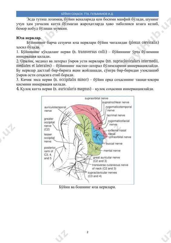 limlarini innervatsiyalaydi. bu nervlar dastlab bir-biriga yaqin joylashadi, so'ngra bir-biridan uzoqlashib o'mrov osti sohasiga etib boradi. 3. kichik ensa nervi (n. occipitalis minor) – bo'yin orqa sohasining tashqi-yuqori qismini innervatsiya qiladi. 4. quloq katta nervi (n. auricularis magnus) – quloq sohasini innervatsiyalaydi. bo'yin va boshning yuza nervlari. bo'yin sohasi. tta. gulmanov i.d. 3 bo'yinning yuza limfa tizimi. tilosti ustki sohada limfatik tugunlar jag' osti va engak osti uchburchaklarda joylashgan. jag' osti limfatik tugunlari (nodi lymphatici submandibulares) – 6-10 ta bo'lib, pastki jag'ning pastki cheti bo'ylab hamda jag' osti so'lak bezi parenximasida joylashgan. jag' osti limfa tugunlari lunj, ko'z osti, burun sohalari, milklar, tishlar va tildan limfa suyuqligini yig'adi. engak osti limfatik tugunlari (nodi lymphatici submentales) – 2-5 ta bo'lib, pastki labdan, til uchidan, og'iz tubidan limfa suyuqligini to'playdi. jag' osti va engak osti limfa tugunlaridan chiquvchi limfatik tomirlar bo'yinning chuqur limfatik tugunlariga qo'shiladi. tilosti pastki sohada limfatik tugunlar va tomirlar …