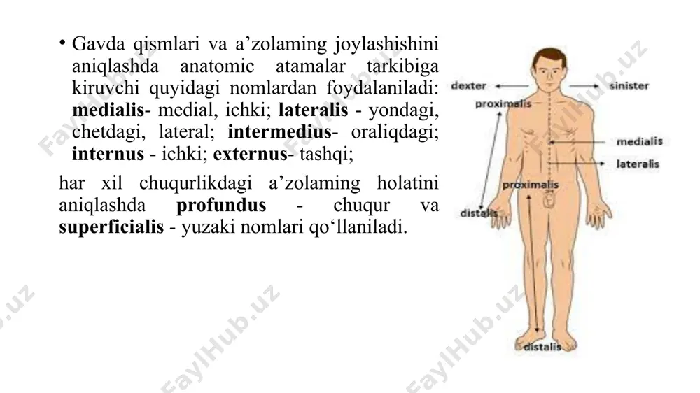 tomonida o‘ng va chap ustki va pastki qovurg‘a chuqurchalari (fovea costalis superior et inferior) bo‘ladi. x - umurtqaning ikki ustki chekkasida (x qovurg‘a uchun) bittadan yarim chuqurcha bor. xi - xii umurtqalaming yon tomonlarida esa bittadan to‘liq chuqurchalar bor. i-x umurtqalaming ko‘ndalang o‘siqchalarining oldingi yuzasida ko‘ndalang o‘simtaning qovurg‘a chuqurchasi (fovea costalis processus transversi) bor. bel umurtqalari (vertebrae lumbales) 5 ta бел умурткалари vertebrae lumbales - бошка умурткалардан танасининг катталиги билан фаркланади. кундаланг усимтаси рудимент холидаги ковурга булганлигидан processus costarius дейилади. бу усимтанинг орка юзасининг асосида эса кушимча усимта processus accisorius булади. юкори бугим усимтасининг processus articularis superior ён тарафида сургичсимон усимталар processus mamillaris мавжуд. uнинг куйидаги хосилалари мавжуд булади: танаси- corpus vertebrae; ёйи - arcus vertebrae; оёкчаси - pediculus arcus vertebrae; xосилаларининг орасидаги тешик foramen vertebrale; пастки va yuqorigi бугим усимталар processus articularis inferior et superior; юкориги va ostki бугим юзаси facies articularis superior et facies articularis inferior; киррали усимта …