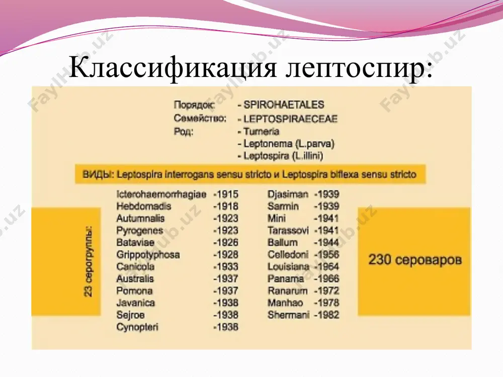 итель депонируется преимущественно в извитых канальцах почек и исчезает из крови и других тканей. лептоспиры могут длительно сохраняться в почках и выделяться с мочой до 40-го дня от начала болезни даже при клиническом выздоровлении. 16 17 клиническая картина инкубационный период варьирует от нескольких дней до 1 месеца, в среднем продолжается 1-2 недели. различают желтушные и безжелтушные формы лёгкого, среднетяжёлого и тяжёлого течения. заболевание отличает цикличность, что позволяет выделить в динамике его развития начальный период, периоды разгара и последующей реконвалесценции. 18 начальный период длится около недели, может укорачиваться. характерно острое начало болезни. на фоне озноба температура тела в течение 1—2 дней достигает 39- 40 °с, в дальнейшем приобретая неправильный характер. больные жалуются на головную боль, выраженные боли в икроножных и иногда брюшных мышцах (особенно при пальпации), слабость, головокружение, бессонницу, отсутствие аппетита. внешний вид больного: лицо становится одутловатым, гиперемированным, с герпетическими высыпаниями на губах и крыльях носа. наблюдают инъекцию сосудов склер и …