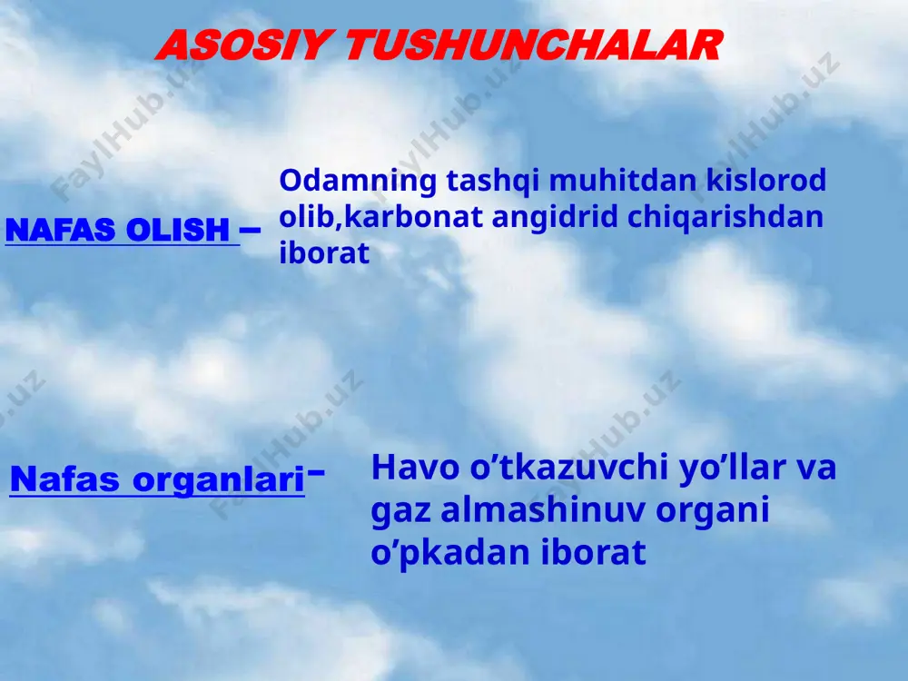 nafas olish organlarining tuzilishi va funksiyasi - Page 4