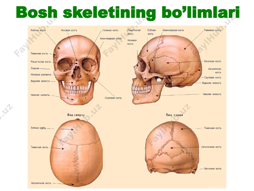 boshskeleti (miyaqutisi) - Page 3