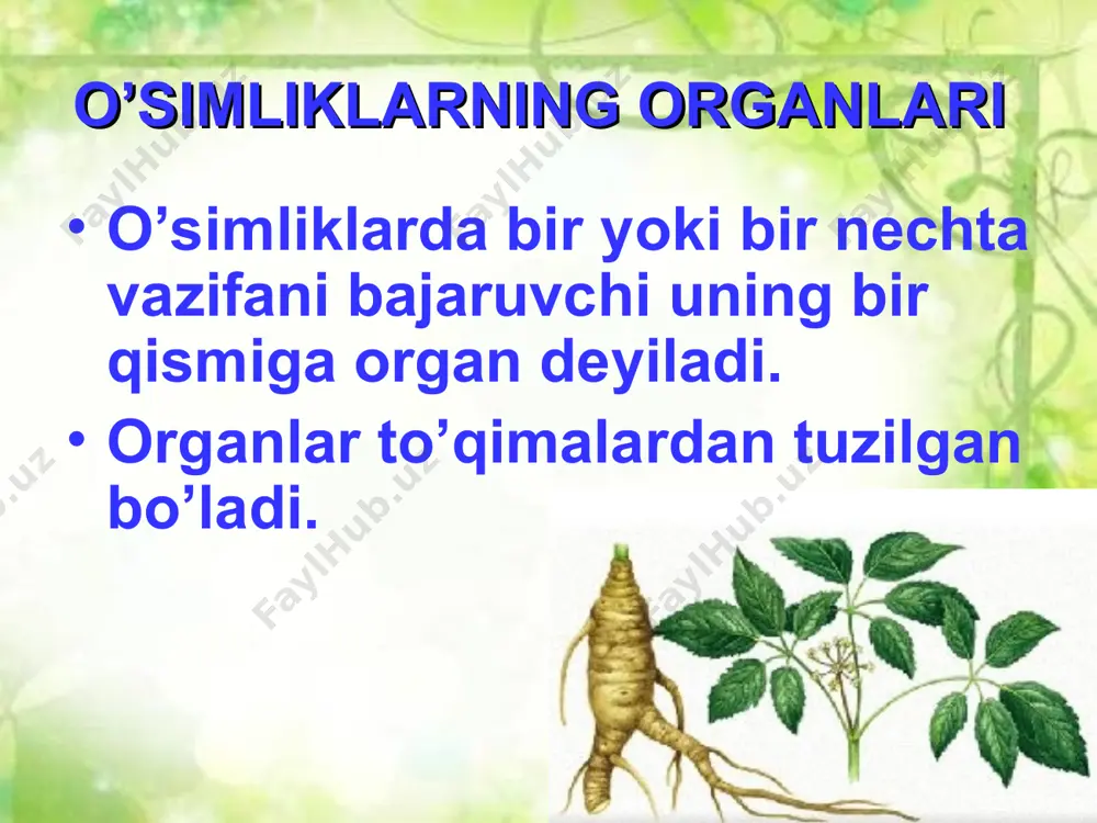 shi jarayonida o’sishda davom etsa, undan o’qildiz tizimi hosil bo’ladi. bunday moslashish ko’pchilik ikki urug’pallali o’simliklarga xos. o’qildiz tizimi uzun va yo’g’onroq bo’lib, undan yon ildizlar o’sib chiqadi. bu ildiz tizimi ikki urug’pallali o’simliklarga xos bo’lib, uni do’lana, na’matak, saksovul va madaniy o’simliklar (olma, o’rik, nok, qovun, tarvuz, g’o’za, no’xat, loviya, mosh va terak kabilar) misolida ko’rish mumkin. endi ikki urug’pallali o’simliklarga mansub g’o’zaning ildiz tizimi bilan tanishamiz. chigitning murtakdagi ildizchasidan dastlab, asosiy ildiz o’sib chiqadi. oradan ko’p o’tmay, undan ko’plab yon ildizlar o’sib chiqa boshlaydi. o’z navbatida, yon ildizlardan yanada maydaroq yon ildizchalar rivojlanadi. natijada asosiy va yon ildizlaro’sib va ko’payib ildiz tizimini hosil qiladi. ildizlar orasida uning yo’g’on va uzun, yerga tik kirib boradigan qismi ajralib turadi. popuk ildiz tizimi bir-biriga o’xshash bo’lgan bir to’da mayda ildizlardan tashkil topadi. uning asosiy ildizi yaxshi rivojlanmaydi. bunday ildizlar bir urug’pallali o’simliklarga xos. bir urug’pallalilardan bug’doyning ildiz tizimi tuzilishini ko’rib chiqamiz. …