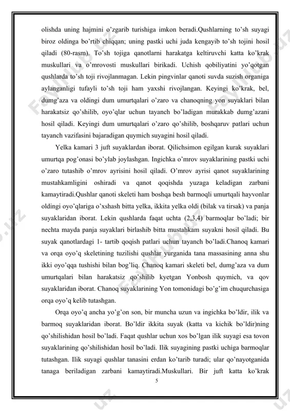 shgan o’mrovosti muskullari qanotlarni ko’taradi.qushlarning oyo’q muskullari ham kuchli rivojlangan. oyo’q bo’g’imlari orqali barmoqlarga paylar o’tgan. daraxt shoxiga qo’ngan qush utirganida bu paylar tortiladi, barmoqlar bukilib, shoxni mahkam ushlab turadi. shu sababdan qushlar daraxtdan yiqilib tushmaydi. qovurg’alar oralig’ida muskullar nafas olishda ko’krak qafasi hajmini o’zgartirish vazifasini bajaradi. bo’yin muskullari boshni harakatlanishi – burish, ko’tarish va tushirishda ishtirok etadi. bosh skeletining yengil bo'lishi tishlarning yo‘qolib ketishi va suyaklariningyupqalanishi bilan bog’liq bo‘lib, voyaga yetgan qushlar miyaqutisidagi barcha suyak choklari bilinmaydigan darajada bir-biriga qo‘shilib ketgan. suyaklararo choklarni faqat yosh qushlarning bosh skeletidagina ko'rish mumkin. ko'krak toj qismi oldingi oyoqlarni harakatga keltiruvchi muskullar rivojlanishi tufayli taraqqiy etgan. uchish layoqatini yo'qotgan qushlar (tuyaqushlar)da ko'krak toj suyagi yo‘q bo‘lib ketgan, biroq ba’zi qushlar (pingvinlar)da ko‘kral< toj suyagining saqlanib qolganligi ularning suvda suzishga moslashganligi bilan bog’liq. oldingi oyoq (qanot) skeletida tipik bo'limlarning hammasi bor, lekin ular uchishga moslashganligi uchun panjalari shaklan o'zgarib, qisman reduksiyalangan. bilaguzuk suyaklarining proksimal …