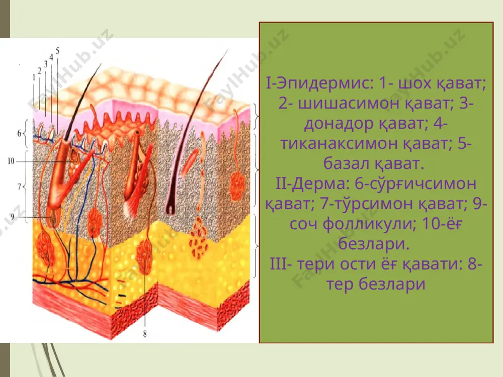 лар стимуляцияси суст резорбцион шох қавати юпқалиги ва васкулиризация яхшилиги сабабли резорбцион хусусияти яхши ривожланган. шунинг учун ҳам гормонал ёки токсик моддалар тутувчи малҳамлардан фойдаланилганда улар яққол тизимли таъсир кўрсатади. иссиқлик сарфланиши регуляцияси асосида физиологик механизм ётади шу жумладан: тери ва шиллиқ қаватлар томирлари тонуси, юрак уриши ва нафас частотаси ошиши иссиклик сарфланиши қуйидаги йўллар билан амалга ошади: буғланиш конвекция радиация кондукция нафас эпидермис қаватининг нозиклиги ва қон томир капилляр тўрига бойлиги туфайли терининг бу вазифаси катталарга нисбатан бир неча баробар кучлироқ ривожланган синтетик терининг бу функцияси бола ҳаётининг 3-4 ҳафтасида тўлиқ ривожланган бўлади. терида табиий ёки сунъий ултьрабинафша нурлар таъсирида витамин д3 синтезланади сезги аъзоси сифатида тери сезги аъзоси сифатида туғилган патдаёқ тўлиқ вазифа бажаради. чақалоқларда барча рефлексларни чақирилиши тери қопламларининг қитиқланиши билан боғлиқ. янги туғилган чақалоқ кўрув ва эшитув аъзоларининг тўлиқ шаклланмаганлиги сабабли ҳаётининг дастлабки ойларида онасини тактил сезги орқали танийди. шу билан бирга бола терисини кир ёки …