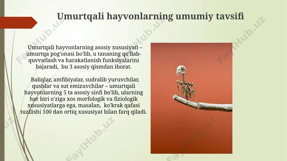 umurtqalilar kenja tipi - Page 4