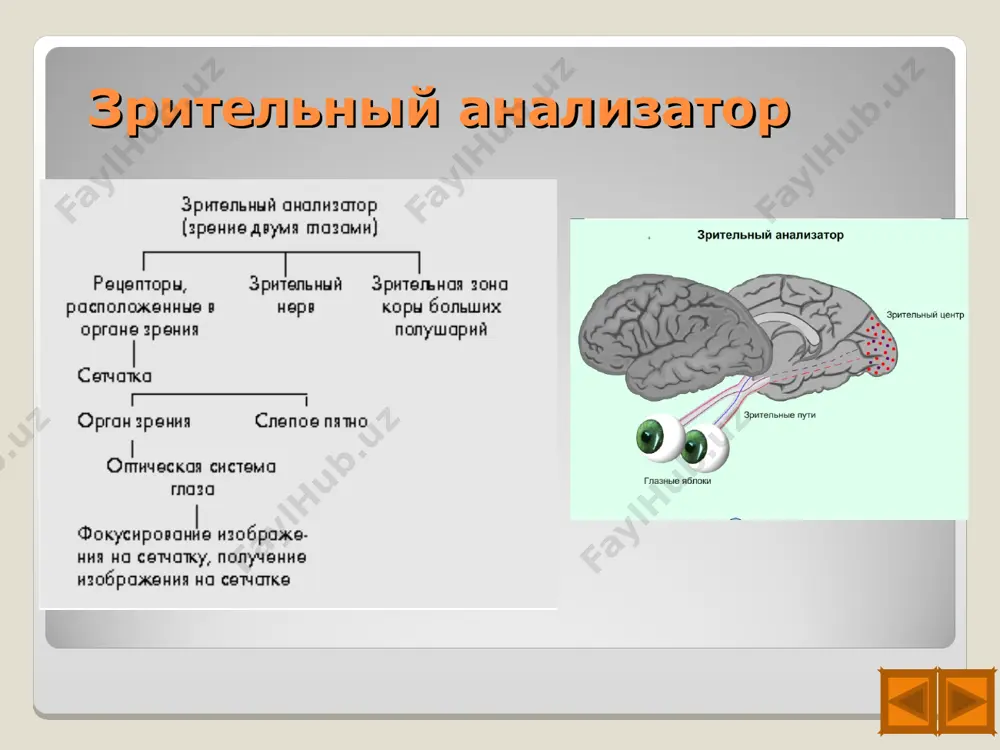 ецепторы очень чувствительны – достаточно одной десятимиллионной доли грамма пахучего вещества, чтобы его воспринял человек. самые чувствительные современные приборы не могут состязаться с обонянием человека. пахучее вещество должно быть летучим, растворимым в воде или в жирах. только при этих условиях наш орган обоняния может его ощутить и оценить. орган равновесия чувство равновесия. в лабиринте внутреннего уха располагается орган равновесия - вестибулярный аппарат, который постоянно контролирует положение нашего тела в пространстве. с его помощью мы можем выполнять сложные движения. постоянное поддержание равновесия необходимо для нормальной ходьбы, бега. для выполнения многих трудовых навыков, для ориентации тела человека в пространстве. для восприятия любых изменений положения тела существуют специальные вестибулярные рецепторы, которые находятся во внутреннем ухе. вестибулярный аппарат состоит из двух маленьких мешочков и трех полукружных каналов. полукружные каналы расположены в трех взаимно перпендикулярных плоскостях. эти плоскости соответствуют трем измерениям пространства; высоте, длине и ширине. полукружные каналы заполнены студенистой жидкостью. внутри каждого канала есть …