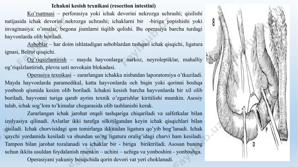 qismi 0,1 % kaliy permanganat yoki 1:1000 nisbat etakridin laktit (rivanol) eritmasi bilan yaxshilab yuviladi, yopishgan begona jismlar olib tashlanadi. shundan so’ng vazelin surtib asta-sekin ichkariga yuboriladi va orqa chiqaruvchi teshik atrofiga aylana chok qo’yiladi. to’g’ri ichakning shilliq pardasini kesish. ichak tozalanib dezinfeksiya qilingandan keyin anusdan 0,5 – 1 sm orqaga o’tib ichakni shilliq pardasi aylana kesiladi va xudi shunday qilib chiqib qolgan qismini teshigi yonida kesim olib boriladi. shundan so’ng qaychi yordamida shilliq parda ostidagi qavatdan ajratib olinadi va kesib tashlanadi. ikkita aylana kesim bir – biriga yaqinlashtirib tugunli chok bilan choklanadi. v) sun’iy orqa chiqaruvchi teshik hosil qilish. kursatmasi – tug’ilgan hayvon bolasida orqa chiqaruvchi teshikni yo’qligi. fiksasiya – hayvon boshi pastga qtilib fiksasiya qilinadi. og’riqsizlantirish – mahalliy infiltrasion. operasiya texnikasi – tabiiy orqa chiqaruvchi teshik joylashishi lozim bo’lgan joyda teri oyna shaklida kesib olinadi. hayvon yonbosh holatga o’tkazilgandan keyin jarohatdan ichak bo’rtib chiqadi. uni pinset bilan ushlab …