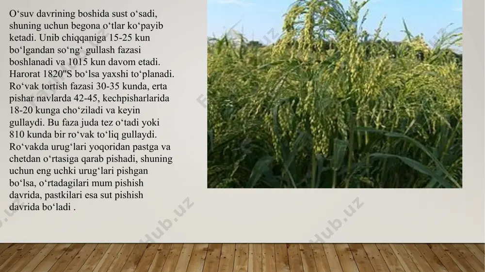 ikotili rivojlangan.[1] poyasining balandligi 75—100 sm, tuplanish tugunidan poyalar, poyaning yer ustki bo'g'inlaridan novdalar hosil qiladi (shoxlanadi). bitta o'simlikda 5—20 poyalar hosil qiladi. shuning uchun u keng qatorlab ekilganda ham 1 m2 poyalar soni kamayib ketmaydi. ildiz tizimi — popuk, tuproqqa 105 sm chuqurlikka, atrofga 115 sm tarqaladi. yon ildizlar soni 120 ga yetadi.[2] ildiz tizimining rivojlanish darajasi navga, qo'llaniladigan agrotexnikaga bog'liq. o'simlikning tuplanish bo'g'inidan ikkilamchi ildizlar hosil bo'ladi. ildiz massasining ortishi asosan tuplashdan ro'vaklashgacha davom etadi. tuproq yuza qatlami qurib qolganda bo'g'in ildizlari hosil bo'lmaydi, o'simlik yomon rivojlanadi. faqat murtak ildizlari bo'lgan tariq yarim yotgan holatda bo'ladi. unib chiqish-tuplashda ildizlar umumiy biomassaning 20 %, tuplash-naychalashda 34 %, naychalash-ro'vaklashda 30 % ini tashkil qiladi. ro'vaklashdan keyin ildiz rivojlanishi sekinlashadi, gullashga kelib to'xtaydi. poyaning pastki bo'g£inlaridan havo ildizlari hosil boiadi. ular o'simlikning qurg'oqchilikka, yotib qolishga chidamliligini oshiradi. tariq ildiz tizimining o'zlashtirish xususiyati suli va arpanikidan kam. shuning uchun u yangi o'zlashtirilgan …