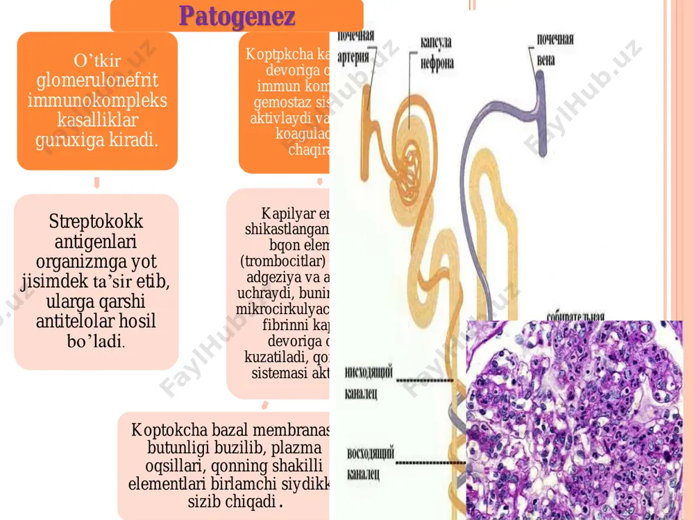 glomerulonefrit kasalligi - Page 5