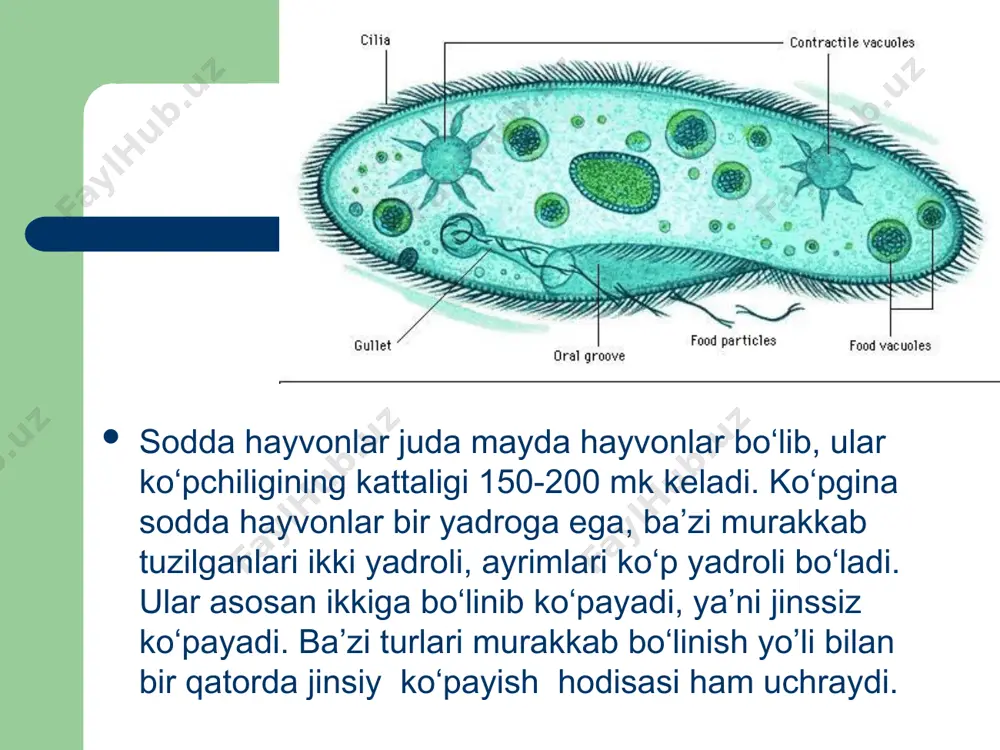 (“gullashi”)ga sabab bо‘ladi. yashil evglena tanasining oldingi qismida joylashgan ancha uzun xivchinining buralib- eshilganligidan bir tekisda harakatlanadi. u bir necha nihoyatda nozik tolalardan tarkib topgan. hayvonsimon (zoomastagina) xivchinlilar bu geterotrof usulda hayot kechiradigan xivchinlilarni bir necha xili dengizlarda va chuchuk suvlarda hamda hayvonlar va inson tanasida parazitlik qilib hayot kechiradi. bularning ayniqsa hayvon va inson tanasida parazitlik qiluvchi turlari nihoyatda xilma-xildir va xavfli kasalliklarni tug‘diradi. masalan: triponasomalar – parazit xivchinlilarning eng xavflilaridan bо‘lib, ular turli umumrtqali hayvonlar, jumladan insonning qonida hayot kechiradi. triponasomaning tanasi chо‘ziq yassilashgan bо‘lib oldingi tomondan ayrilgan bitta xivchini orqaga yo’nalib yon tomonga yopishgan. shu joyda xivchin ektoplazmaga tutashib, tо‘lqinlanuvchi parda hosil qiladi. parazit mazkur parda vositasida harakat qiladi. murakkab tuzilgan bazal tanacha (kenitoplastlar) xivchinning endoplazmadagi qismida joylashgan. bir yadroli, bо‘linish yo’li bilan kо‘payadi. kattaligi 15-30 mk. infuzoriyalar (infusorta) sinfi bu kiprikli hayvonlarning hozirgi vaqtda 6 mingdan ortiq turi ma’lum bо‘lib, bularning bir qanchasi dengiz va okeanlarda, …