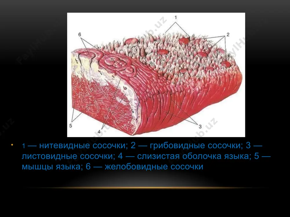 i xarakterli belgi: teri va shilliq pardalarning pigmentatsiyasi (melaninning cho'kishi tufayli to'q rangli chiziqlar va dog'lar) subyektiv his-tuyg'ular yo'q jarayon davom etar ekan teri bronza rangini oladi miksedema qalqonsimon bez funktsiyasining etishmovchiligi ayollar asosan ta'sir qiladi • tili keskin kattalashgan, yon tomonlarida tish izlari bor halqum shilliq qavatining shishishi shilliq qavatning quruqligi og’iz bo’shlig’i gonoreya og'iz bo'shlig'ida gonoreya butunlay boshqacha yo'llar bilan o'zini namoyon qilishi mumkin. onasidan infektsiyani olgan yangi tug'ilgan chaqaloqlarda og'iz bo'shlig'ida stomatitning maxsus turi - gonokokk qayd etilishi mumkin. xuddi shu alomatlar gomoseksual erkaklar uchun xosdir.. og'iz bo'shlig'ida shilliq qavat yorqin rangga ega, shishgan, eroziya va yuzaki yaralar sezilarli, ko'p miqdorda yiringli blyashka.. ko'pincha ta'sir qiladi yumshoq tanglay, tilning orqa qismi, • lablar va milklar. bir vaqtning o’zida • og’iz bo’shlig’ida simptomlar bilan, • genitouriya tizimidan alomatlar mavjud. og’iz bo’shlig’ida orvi pediatrik amaliyotda o'tkir respiratorli infektsiyalar keng tarqalgan. arvi - bu ko'plab infektsiyalarni butunlay boshqa patogenlar, jumladan …