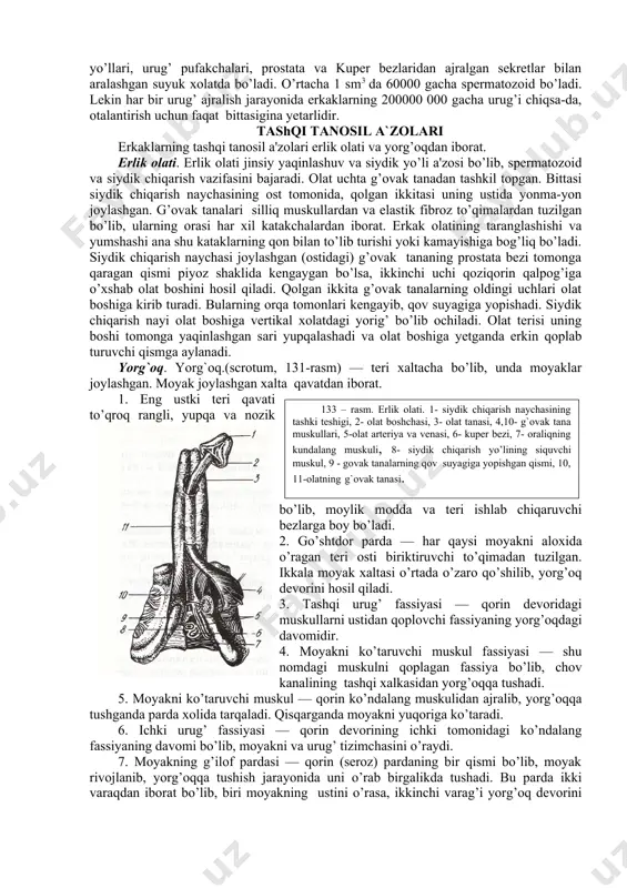 alar ham uchraydi. prostata bezi qizg’ish rangda bo’lib, katta odamlarda uzunligi 3 sm, kengligi 4 sm, og’irligi taxminan 20 g bo’ladi. uning tarkibi 30-50 bezchalar yig’indisidan iborat. ularning sekret chiqarish naychalari siydik chiqarish yo’lining prostata bezi ichidan o’tgan bo’lagiga ochiladi. prostata bezi suyukligi spermatozoidlarni suyultirib, harakatini faollashtiradi. bez muskullari siydik chiqarish yo’lining prostata bezi qismini siqib turish vazifasini bajaradi. prostatit-prostata bezi to’qimalarining infeksiyalar ta'sirida yallig’lanishiga aytiladi. infeksiya, odatda, siydik chiqarish yo’li yoki qon orqali boradi. bunda prostata bezlarining sekret chiqarish yo’llari, shilliq qavatlari yallig’lanib bo’rtadi. bezlarda sekretlar, yiringlar to’planib, oxiri prostata abssessi rivojlanadi. prostata abssessi siydik pufagiga, to’g’ri ichakka yoki oraliqqa teshib chiqishi mumkin. adenoma – ko’pincha 50 yoshdan keyin "erkaklar klimaksi" oqibati (moyaklarning ichki sekresiya faoliyatlarining buzilishi)da kuzatiladi. organizmda erkaklar jinsiy a'zolar gormoni kamayadi. bunda siydik chiqarish naychasi atrofida joylashgan bezlar avvalo yallig’lanib, keyin atrofiyaga uchraydi. adenomada prostata bezi xajmi (ko’pincha to’g’ri ichak tomonga) kattalashib (300-400 g) ketadi. natijada …