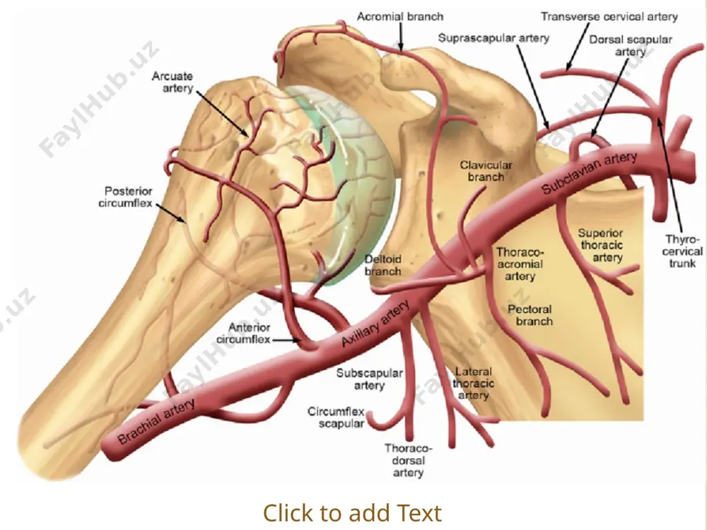 o`mrovosti arteriyasi, a.axillaris - Page 4