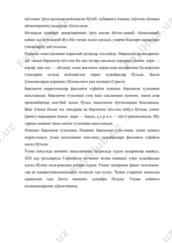 апексидаги бирламчи меристема фаоли-яти туфайли поя шаклланади. бирламчи тузилишда поя ҳамиша эпидерма остида бирламчи пўстлоқ шаклланади, унинг энг ички қавати эндодерма деб айтилади. эндодер-ма ҳужайралари деярли тўрт бурчак шаклда, юпқа пўстли бўлиб, крахмал доналарини тўплаши мумкин. бирламчи пўстлоқ айнан бир хил ҳужайралардан ташкил топган эмас (3-расм). эпидерма остида, поя қирғоғи бўйлаб, хло-ропластларга эга бўлган паренхима жойлашган. эпидерма остидаги ҳужайралар кўпинча пўсти қалинлашиб коллен-химага айланиши ҳам мумкин. баъзан бирламчи пўстлоқ-да ажратувчи тўқималар ёки ажратувчи алоҳида-алоҳида ҳужайралар — идиобластлар (юнон, и д и о с — ўзгача, ўзига хос; бластос —муртак, новда, майса) бўлиши мумкин. шундай қилиб бирламчи пўстлоқнинг ташқи чегарасини эпидерма, ички чегарасини эндодерма ташкил қилади, 4-расм. себарга поясида толали най боғламларнинг тузилиши: 1— эпидерма; 2 — пўстлоқ паренхимаси; 3— флоэма; 4— камбий; 5— иккиламчи ксилема; 6— ўзак; 7—ўзак нурлари. шу ҳужайралар колленхимага (юнон. колла —сирач; энхима — тўлган, механик-тўқима) айланади. коллен-хима ўтчил ўсимлик. пояси эгилувчан, шунинг учун катта дарахтлар йиқилиши …