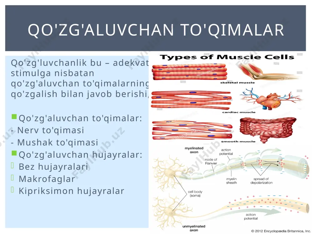 yoʻq: (a)na=(b)na; (a)cl=(b)cl; ● gibbs-donnan muvozanati mavjud: gibbs – donan muvozanati 2-tajriba: ● elektrik gradient yoʻq: ● konsentransion gradient bor (cl va y uchun): ● gibbs-donnan muvozanati mavjud emas: gibbs – donan muvozanati gibbs-donnan effekti: ● elektrik gradient yoʻq: ● konsentransion gradient bor: ● gibbs-donnan muvozanati mavjud: gibbs – donan muvozanati maʼlum bir ionning membrana orqali bir tomonlama diffuziyasiga qarama -qarshi turuvchi, membrana boʻylab yuzaga kelgan diffuziya potensiali oʻsha ion uchun nernst potensiali deyiladi. nernst potensialining qiymati oʻsha ionning membrana ikki tomonidagi konsentratsiyalari nisbati orqali aniqlanadi. nernst tenglamasi nernst tenglamasi nernst tenglamasi xar bir ionning muvozanat potensialini alohida oʻlchashga imkon beradi. ammo membarana potensialining kattaligi xar doim k+, na+, cl-, ionlarining oʻtkazuvchanligiga bogʻliq. xar xil ionlarning membrana potensialining generatsiyasidagi rolini goldman-xodjkin-katz doimiyligi bilan ifodalash mumkin. bu yerda: v =membrana potensiali r= gaz konstantasi t= absolyut xarorat f =faradey konstantasi pk = membrananing shu ionlar uchun oʻtkazuvchanligi, qavslar konsentratsiyani bildirsa, o …