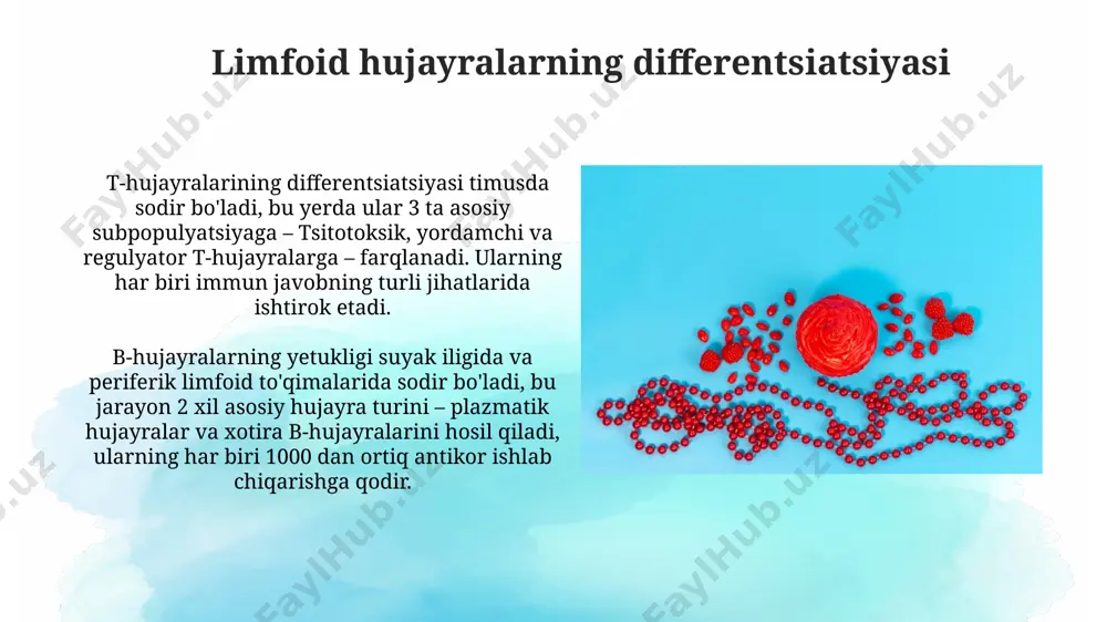 va limfa tugunlarida sodir bo‘ladi. limfoid progenitor hujayralar limfoid progenitor hujayralaridan b hujayralari, t hujayralari va nk hujayralari kabi turli xil limfotsitlarning 10 dan ortiq subpopulyatsiyalari hosil bo'ladi, ularning har biri o'ziga xos funktsiyalarga ega. limfoid progenitor hujayralar suyak ko'migida, aniqrog'i, qizil suyak ko'migining 1-3% ni tashkil etadi va bu hujayralar cd34+ va cd10- kabi sirt markerlarini ifodalaydi. limfoid hujayralarning proliferatsiyasi limfoid hujayralarning proliferatsiyasi suyak iligida, timusda va boshqa limfoid to'qimalarda, masalan, peyer plastinachalari (ichak devorida)da sodir bo'ladi va bu jarayon 10¹² dan ortiq yangi limfotsitlarning kunlik hosil bo'lishini ta'minlaydi. b hujayralari va t hujayralari kabi turli limfoid hujayralar klonlari proliferatsiyasi uchun o'ziga xos sitokinlar va o'sish omillarini, masalan, il-7 ni talab qiladi, ularning kontsentratsiyasi hujayra proliferatsiyasining tezligini belgilaydi. erta limfoid progenitorlarning rivojlanishi elplarning rivojlanishi, notch1 signallari va il-7 sitokinlari kabi 20 dan ortiq o'sish omillari bilan tartibga solinadi, bu esa t-hujayra va b-hujayra liniyalarining differentsiatsiyasini ta'minlaydi. kembrij universiteti tadqiqotchilari …