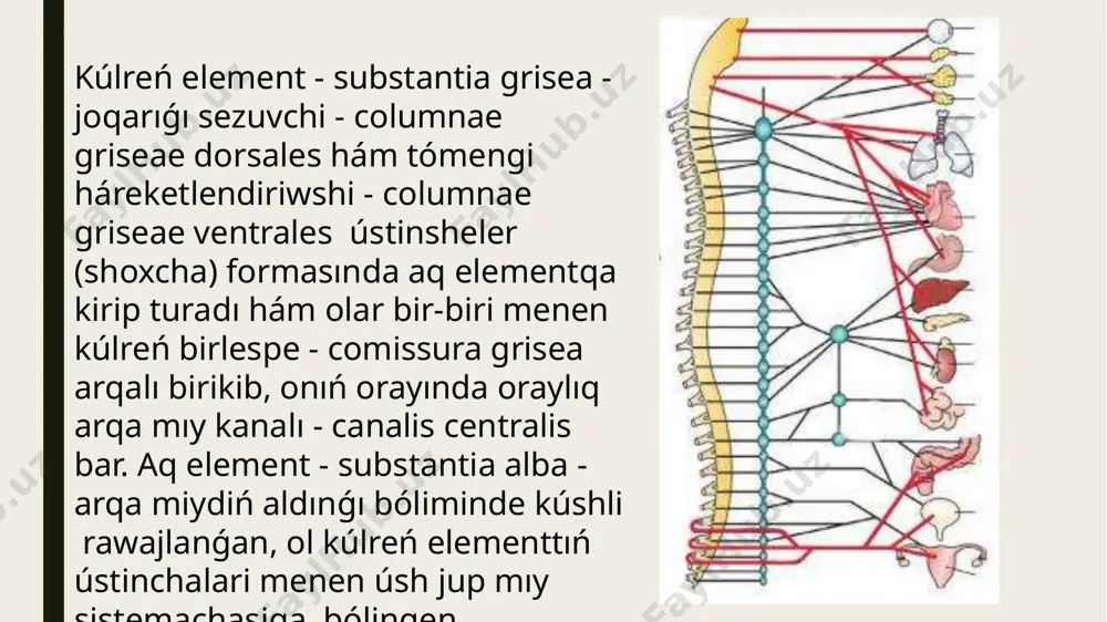 arqa miy ham bas miy nervlerinin topografiyasi - Page 3