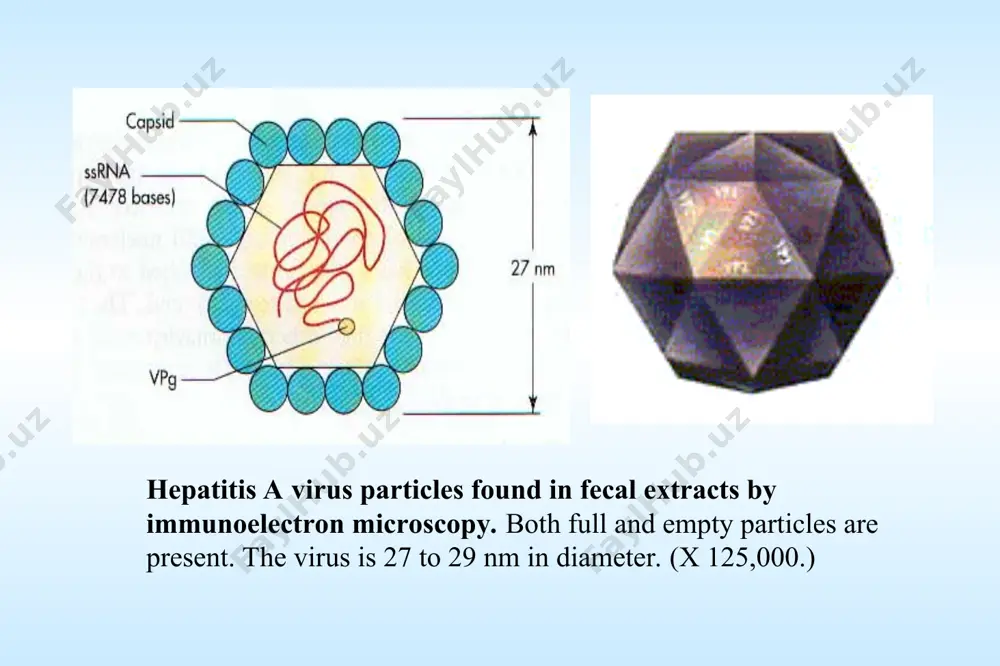 core igm to clarify. the igm will be positive , if acute. practice hbv - vaccine vaccine age group dose volume # doses (μg) (ml) engerix-b 0-19 yr 10 0.5 3 (mo 0,1,6)  20 yr 20 1.0 3 (mo 0,1,6) adults on hemodialysis 40 2.0 4 (mo 0,1,2,6) recombivax hb 0-19 yr 5 0.5 3 (mo 0,1,6)  20 yr 10 1.0 3 (mo 0,1,6) (optional 2-dose) 11-15 yr 10 1.0 2 (mo 0, 4-6) adults on hemodialysis 40 1.0* 3 (mo 0,1,6) slide 95 dose schedule of hbv vaccine two recombinant hbv vaccines are currently available in the united states: engerix-b (glaxosmithkline biologicals) and recombivax hb (merck & co., inc.). the two vaccines can be used inter-changeably. conventional 3-dose schedules include injections at 0, 1, and 6 months for immunocompetent people. the dose recommended for children and adolescents is lower while that for immunocompromised adults such as dialysis …