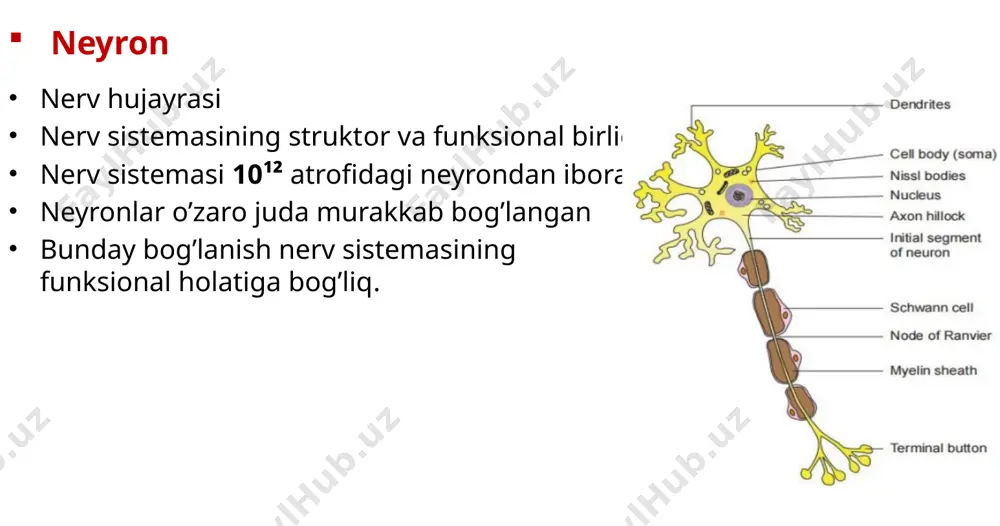 nerv sistemasi fiziologiyasi. sinapslar - Page 4