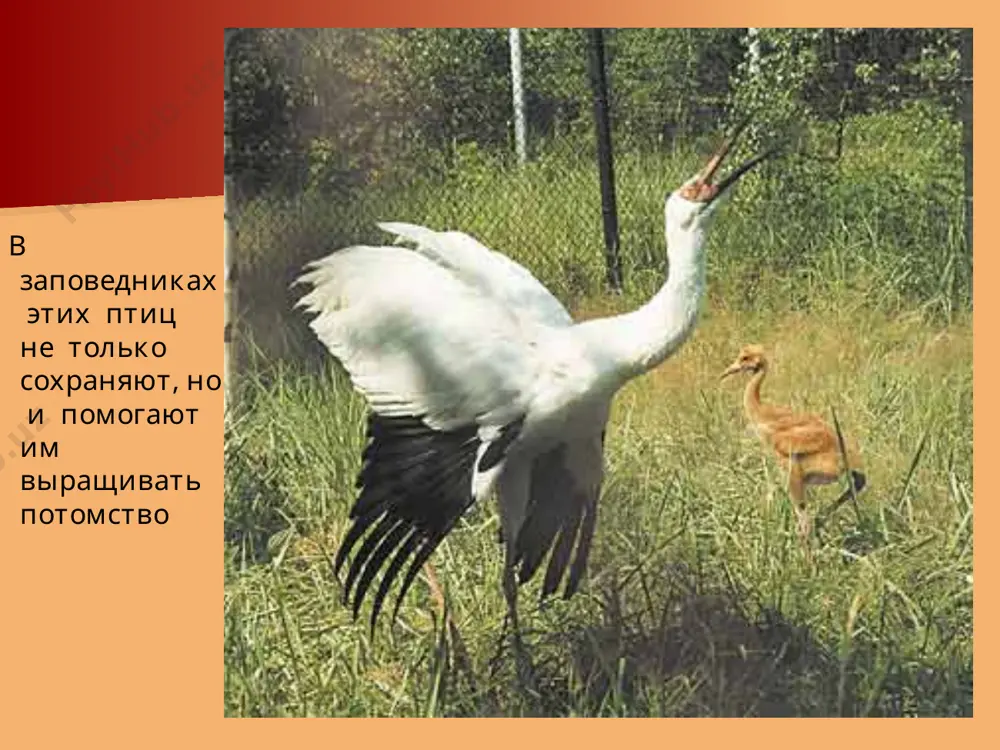 krasnaya kniga - Page 5