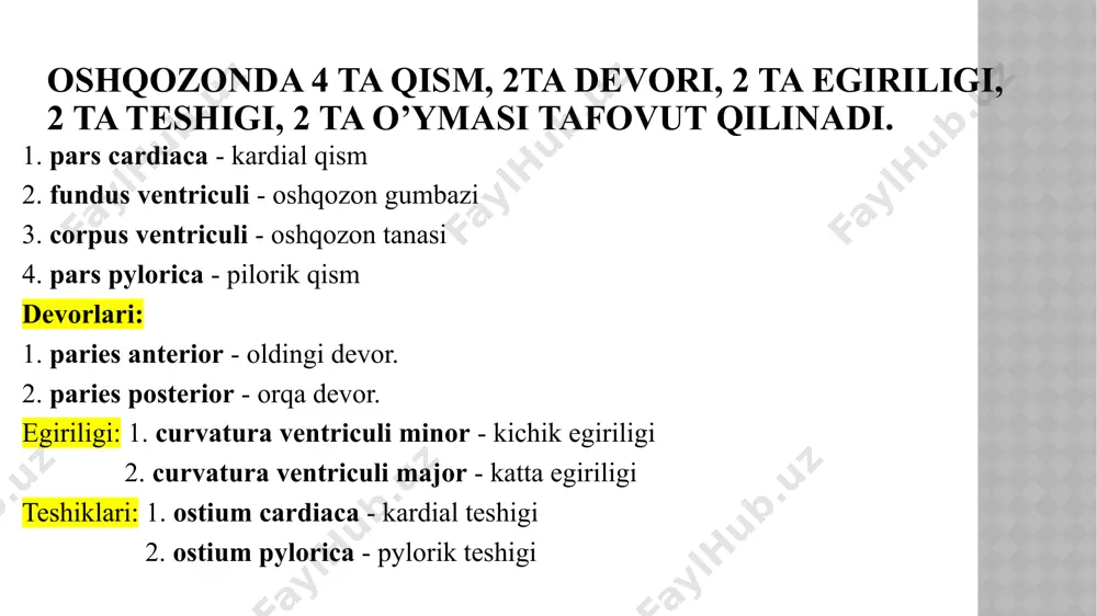 ga arteriola kirib, kapillarga bo‘linadi va undan venulla chiqadi. papilla duodeni major et papilla duodeni minor pars horizontalisga ochiladi, glandulae intestinales- shilliq qavat epiteliysidagi qadaxsimon xujayralar. ingichka ichak shilliq pardasida ko‘p sonli (15.000 ga yaqin) yakka-yakka limfa tugunchalari (noduli lymphoidei solitarii) va to‘plangan limfa tugunchalari (20 - 30 ta) (noduli lymphoidei aggregati) joylashgan. 2. tunica submucosae- shilliq osti pardasi siyrak tolali shakllanmagan biriktiruvchi to’qimadan iborat. bu parda qon tomirlarga va nerv oxirlariga boy. un ikki barmoq ichak shilliq osti pardasida duodenal (brunner) bezlari joylashadi. seekret tarkibida dipeptidaza, amilaza, sekretin(meda osti bezi,o’t suyuqligini stimullash), duodenin ferment va gormonlar ishlab chiqaradi. 3. tunica muscularis-mushak qavati. ikki: tashqi bo‘ylama (stratum longitudinale) va ichki halqali qavatlardan (stratum circulare) iborat. 4. tunica serosa-seroz qavat. qorin pardaning visseral varag‘idan hosil bo‘lib, ingichka ichak devorini hamma tomondan o‘rab, ichak tutqich (mesenterium) hosil qiladi. o’n ikki barmoq ichak faqat old tomondan seroz parda bilan qoplangan, qolgan qismlari adventitcial …
