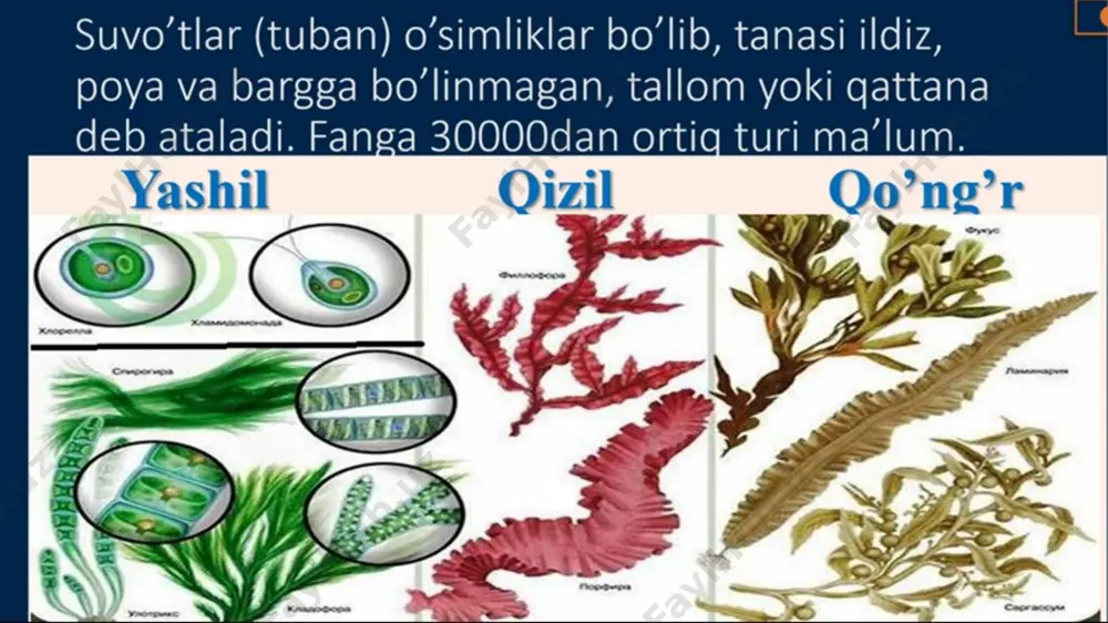 "bir hujayrali va ko'p hujayrali suv o'tlar" - Page 2