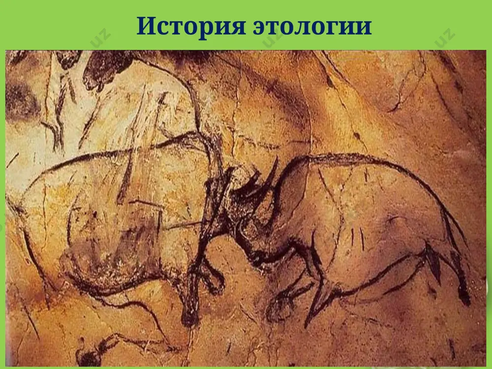 без чувств, разума и знания: «нет сомнения, что в животных нет никакого настоящего чувства … как в нас, они только автоматы, хотя и несравненно совершеннее всякой машины, сделанной человеком». наличие у животных качеств, превосходящих человеческие он объяснял «развитием … определенных органов». «…природа в них действует по устройству их органов: так часы составлены только из колес и пружин, а между тем могут считать минуты и измерять время вернее, нежели мы со всем своим разумом». следовательно считал декарт, что « …надо изучать органы животных, а не их поведение, которое полностью подчинено анатомической структуре организма…». основы этологии как науки были заложены в xix в ч. дарвин (1809 – 1882 г.) считается основателем сравнительной этологии и зоопсихологии. дарвин опубликовал одну из первых работ по этологии «выражение эмоций у человека и животных». термин «этология животных» существует с 1762 года. самостоятельной отраслью зоологии наука этология стала считаться уже в 1910 году. родоначальниками этологии можно назвать конрада …