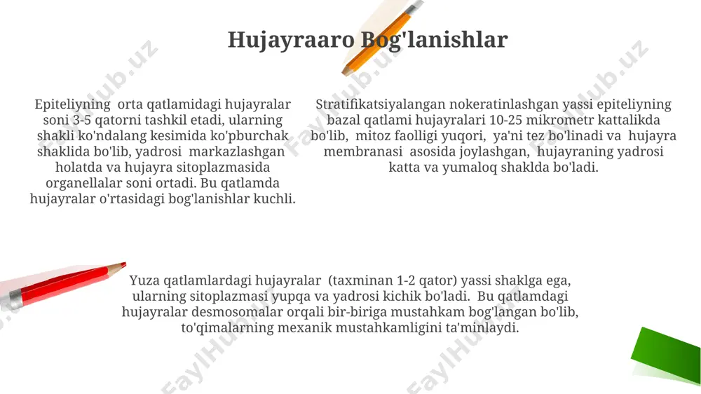 тезкор ҳужайра янагилигини таъминлайди, бу эса эпителийнинг функционал бутунлигини сақлашда муҳим аҳамиятга эга. e'tiboringiz uchun rahmat @taqdimot_robot image2.png image1.png