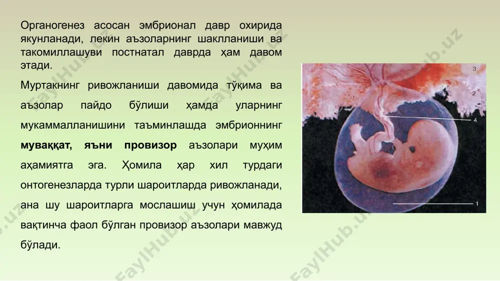 ҳомилага ҳам таъсир этиши мумкин. масалан, ҳомиладор аёлда рўй берадиган турли салбий жараёнлар – модда алмашинувининг бузилиши, айрим витаминларнинг етишмаслиги, баъзи доривор моддалар, алкоголь, гиёҳванд моддалар ва онадаги турли касалликлар ривожланаётган ҳомилага ўз таъсирини кўрсатади. бу эса ривожланаётган организмда турли салбий ўзгаришлар ҳосил бўлишига олиб келади. одамнинг эмбрионал ривожланишида учта қалтис давр тафовут қилади: 1. имплантация – уруғлангандан кейинги 6-7 кунларни ўз ичига олади, имплантация жараёнининг ва шароитининг қандайлиги муртакнинг кейинги ривожланишини ёки нобуд бўлишини белгилаб беради. 2. плацентация – йўлдошнинг ҳосил бўлиши. ривожланишнинг иккинчи ҳафтасининг охирида рўй беради. бунда ривожланаётган муртак озиқланишининг ўзгариши, яъни йўлдош орқали она организмидан озиқланиш шароитига ўтиши юзага келади. бу жараённинг мукаммаллиги ҳомила ривожланишини йўлдош орқали таъминловчи асосий омил ҳисобланади.жараён ҳисобланади. 3. перинатал – туғилишга яқин, яъни ҳомила ривожланишининг 28-ҳафтасидан туғилишгача, туғилиш ва ривожланишнинг 7 кунигача бўлган даврни ўз ичига олади, туғилиш жараёни мураккаб физиологик жараён бўлиб, она ва туғилаётган ҳомилага ўта эътибор талаб қилувчи …