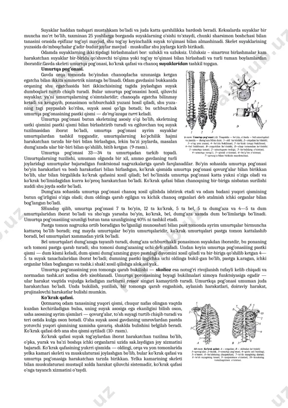sh metodikasini, ya’ni skelet hamda umumlashtirilgan muskul massivlari asosida figura tuzish metodikasini, anatomik tafsilotlarni kurib chiqish, ulardan foydalanish asosida detallar tuzishni urganadi. mana shu metodikani urganish va anatomik asoslarda shakl xosil bo’lishi xamda uzgarib turishini tushunib olish maksadlarini kuzlab plastik anatomiya normal anatomiyaning kupgina vrachlar va xattoki rassomlar xam plastik anatomiya deb hisoblovchi bulimlaridan (skelet, burimlar, muskullar xakidagi ta’limotdan) kattagina farq qiladi. anatomiya so’zi yunoncha «anatome» suzidan olingan bulib, tarjima kilinganida «yoraman» degan ma’noni bildiradi, demak, u yorish, kesish san’atidir. chindan xam, muskullar, suyak​lar, burimlar va boshqalarning tuzilishini urganish uchun tanani yorish zarur, shundagina tana mexanizmining ayrim kismlarini bilib olsa bo’ladi. 2. gavda skileti plastik anatomiyasi. gavda skeleti. skelet bir qancha alohida suyaklarning kompleks yig’indisi bo’lib, organizmning qattiq negizini hosil qiladi. odam skeleti 206 ta alohida suyaklardan (undan 170 tasi juft, 36 tasi toq) iborat. bu suyaklar o’zaro boylamlar tog’aylar va bo’g’imlararo birlashadi. odam skeletining og’irligi o’rtacha 5–6 kg yoki …