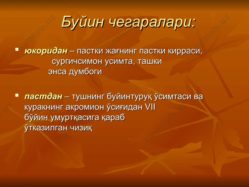 zning qizarishi ko'krak limfa yo'li ko'krak bo'limi 100% uchraydi; bo'yin bo'limi esa – 84,2% sutkasiga ko'krak limfa yo'li orqali 12 l xilus o'tadi 2 l xilus yo'qotish – xilotoraks – o'lim operatsiyalar: yo'lni drenajlash (ekzo va endotoksikozlarda) qizilo'ngachga implantatsiyalash venaga implantatsiyalash ko'krak limfa yo'lini drenajlash limfosorbtsiya uchun – o'tkir pankreatitlarda yoki gomotransplantatsiyalarda qalqonsimon bez 1656 y. uorton qalqonsimon bez nomini bergan shakllari: ikki bo'lakli bez 3 bo'lakli bez (bo'yinbog'li bo'lagi bor) 4 bo'lakli bez (piramidal o'simtasi bor) – 50% taqasimon bez 9,55% qo'shimcha bo'laklar – 5% toq bo'lakli bez – 0,6% vazni 25-30 g, endemik zonalarda – 40-60 g qon o'tishi 100g/560ml/1min qalqonsimon bezda operatsiya strumektomiya (miksedema, tetaniya, qaytuvchi nerv shikastlanishi). hiqildoq innervatsiyasi qalqonsimon bez “xavfli zonasi” hiqildoq qalqonsimon bez tomirlari qalqonsimon bez venalari xususiyatlari: arteriyalar yo'nalishiga mos tushavermaydi miqdori arteriyalardan ko'p klapanlari bo'lmaydi odatda bezning old va yon yuzalarida joylashadi paraqalqonsimon bezlar shikasti - tetaniya bo'yin venalari shikastlanishi – …
