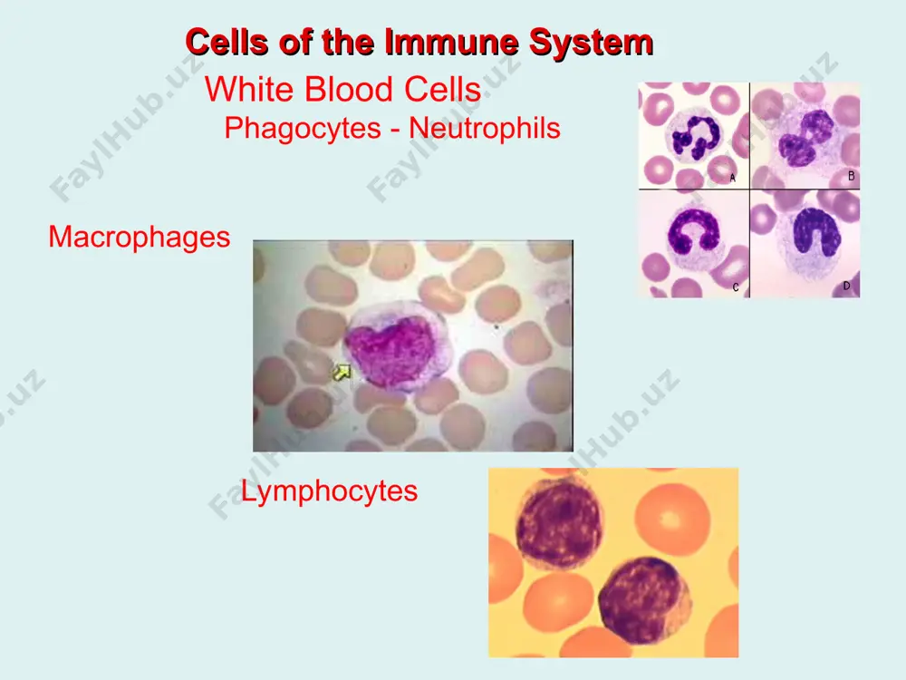 human immune system - Page 4