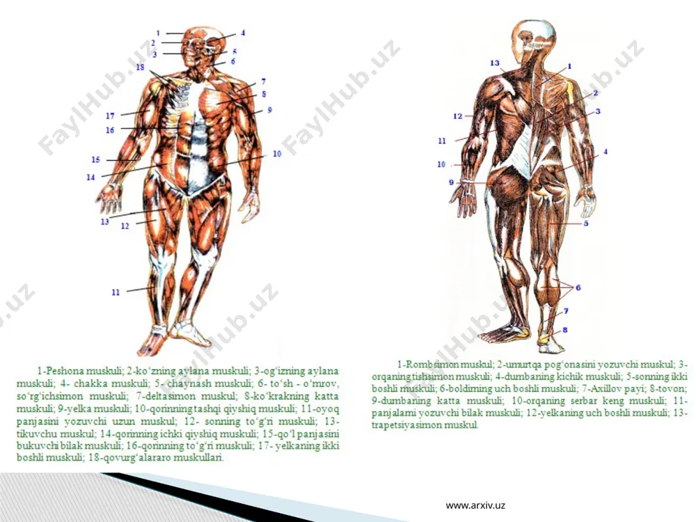 мускулларнинг тузилиши, вазифалари ва аҳамияти - Page 5