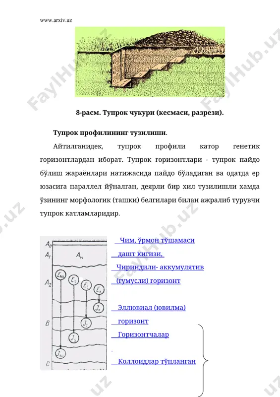 горизонт тупрок гумусли катлам ва кисман пастки горизонтларнинг хайдалиши туфайли хосил бўлади. чимланиш жараёни яхши борадиган кўрик ерларда (кора тупроклар, каштан ва бўз тупрокларда) чим катлами (ач) яхши ифодаланади. элювиал (ювилма) горизонт (а2) тупрок минерал кисмининг интенсив парчаланиши ва бу махсулотларнинг пастки катламларга ювилиб кетилиши жараёнлари натижасида пайдо бўлади. у очрок тусли. иллювиал ёки ўтувчи (оралик) горизонт (в) элювиал ёки гумус (чиринди) ли горизонт остида хосил бўлиб, она жинсларига ўтувчи катламхисобланади. элювиал горизонтли тупрокларда иллювиал горизонт яхши шаклланиб, унда ювилган моддалар (тупрок пайдо бўлиш махсулотлари) кисман ана шу катламда тўплана бошлайди. шунинг учун шимилма горизонт хам дейилади. иллювиал горизонтнинг куйидаги турлари: вfе - темир моддалари ювилиб келтирилган. вh - гумусли моддалар шимилган, вк - карбонатлар тупланган, вs - сульфатлар ва хлоридлар келтирилган. вi - ил (лойка) заррачалари келтирилиб тўпланган катламчалари ажратилади. тупрокнинг юкори кисмидан моддалар ювилиб келтирилмайдиган шароитда (кора тупрок, каштан ва бўз тупрок кабиларда) в - горизонт иллювиал хисобланмасдан …